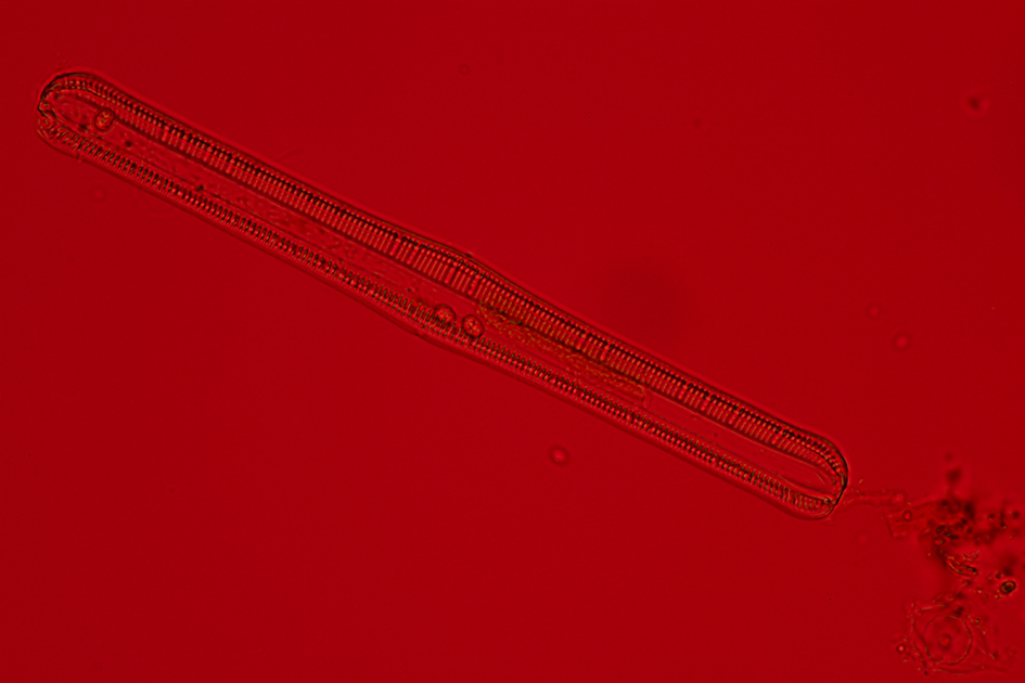Izabela Zolcinska Work 030 Image 01