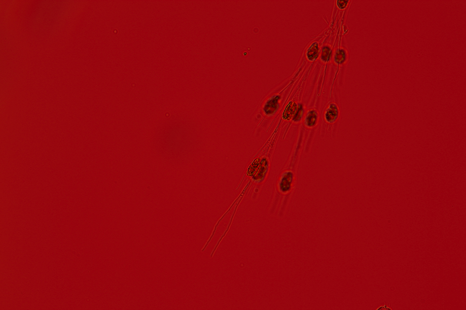 Izabela Zolcinska Work 030 Image 02