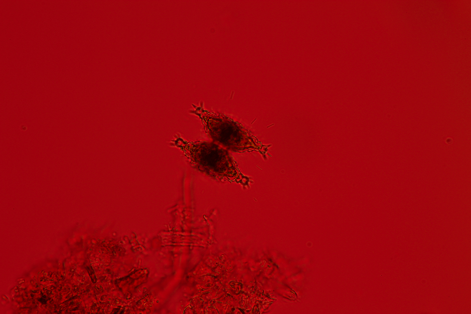 Izabela Zolcinska Work 030 Image 05