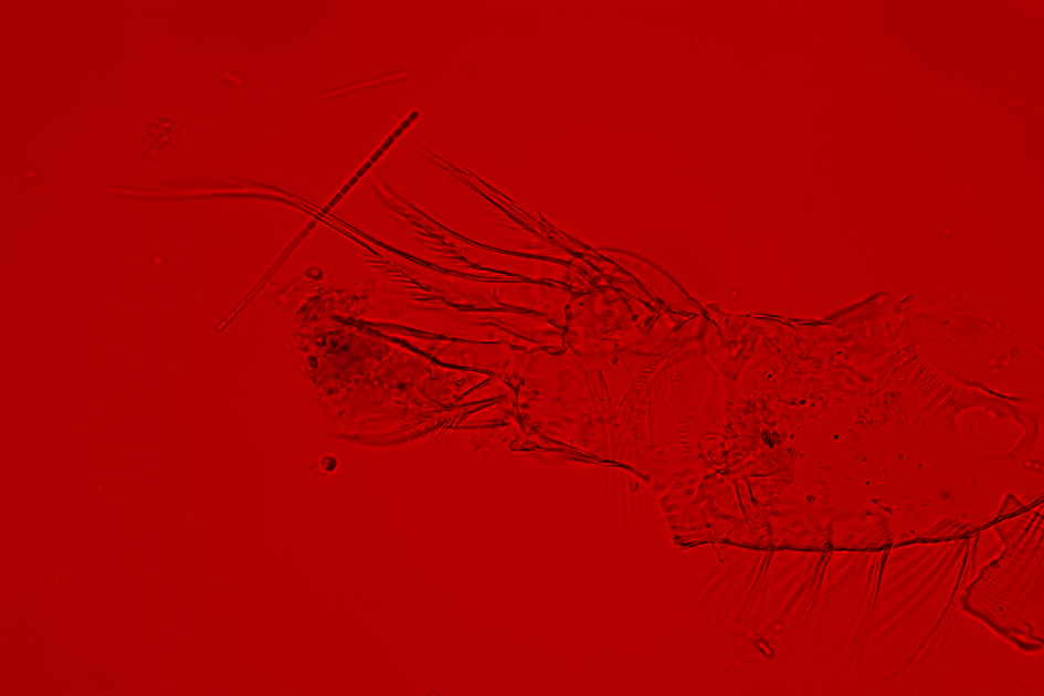 Izabela Zolcinska Work 030 Image 10