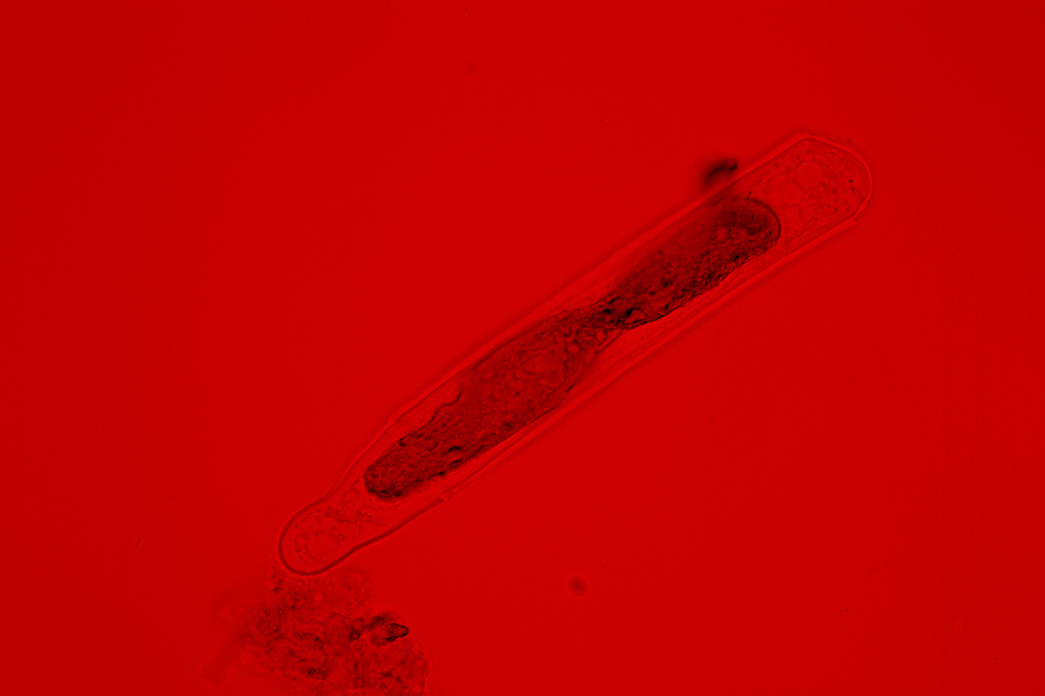 Izabela Zolcinska Work 030 Image 11