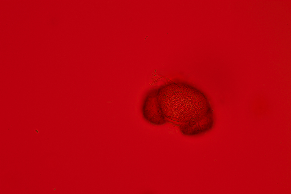 Izabela Zolcinska Work 030 Image 13