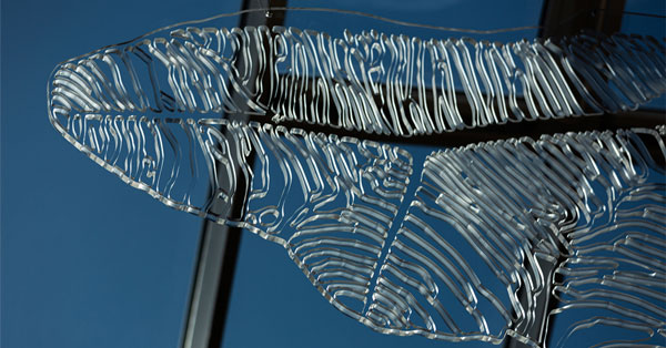 The Solar Morphology ( Alocasia søgneniensis)